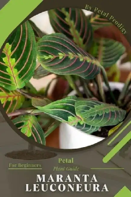 Maranta leuconeura: Prodigy Petal, Plant Guide by Petal Prodigy