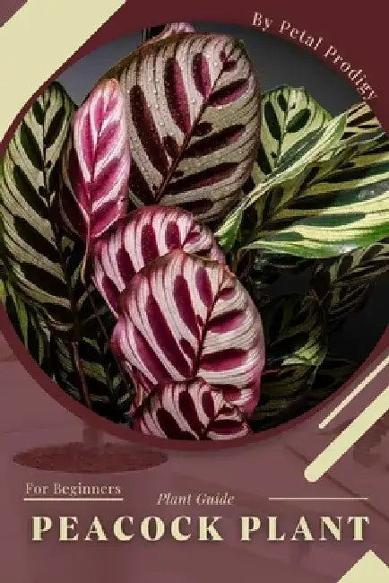 Peacock Plant: Prodigy Petal, Plant Guide by Petal Prodigy