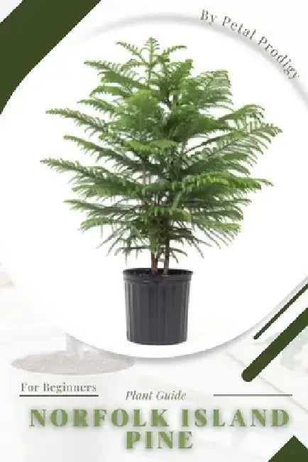 Norfolk Island Pine: Prodigy Petal, Plant Guide by Petal Prodigy