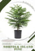 Norfolk Island Pine: Prodigy Petal, Plant Guide by Petal Prodigy