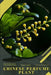 Chinese Perfume Plant: Plant Guide by Andrey Lalko