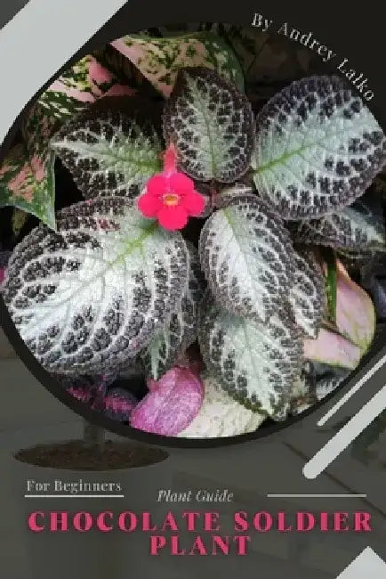 Chocolate Soldier Plant: Plant Guide by Andrey Lalko