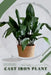Cast Iron plant: Plant Guide by Andrey Lalko