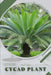 Cycad Plant: Plant Guide by Andrey Lalko