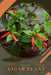 Cigar Plant: Plant Guide by Andrey Lalko