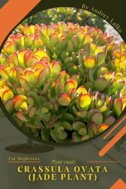 Crassula ovata (Jade plant): Plant Guide by Andrey Lalko