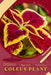 Coleus Plant: Plant Guide by Andrey Lalko