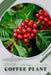 Coffee Plant: Plant Guide by Andrey Lalko