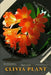 Clivia Plant: Plant Guide by Andrey Lalko