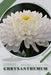 Chrysanthemum: Plant Guide by Andrey Lalko