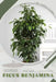 Ficus Benjamina: Plant Guide by Andrey Lalko