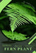 Fern Plant: Plant Guide by Andrey Lalko