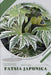 Fatsia japonica: Plant Guide by Andrey Lalko