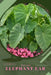 Elephant Ear: Plant Guide by Andrey Lalko