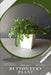 button fern plant: Plant Guide by Andrey Lalko