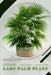 lady palm plant: Plant Guide by Andrey Lalko