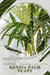 Kentia palm plant: Plant Guide by Andrey Lalko