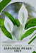 Japanese Peace Lily: Plant Guide by Andrey Lalko