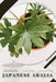 Japanese Aralia: Plant Guide by Andrey Lalko