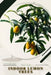 Indoor Lemon Trees: Plant Guide by Andrey Lalko