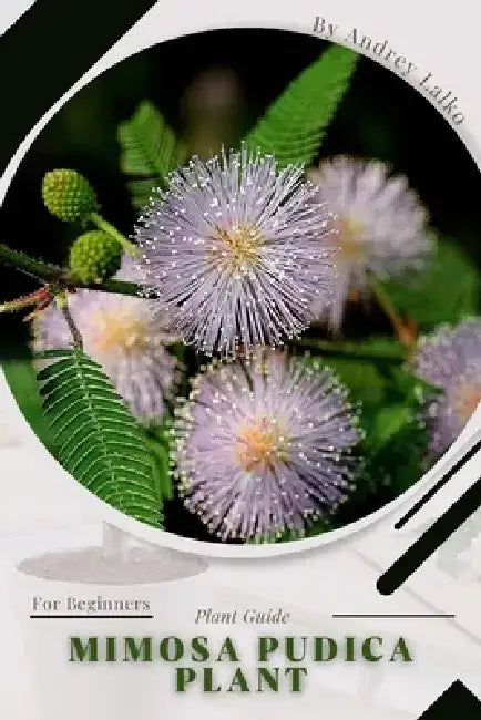 Mimosa pudica plant: Plant Guide by Andrey Lalko