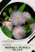 Mimosa pudica plant: Plant Guide by Andrey Lalko