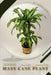 Mass Cane Plant: Plant Guide by Andrey Lalko