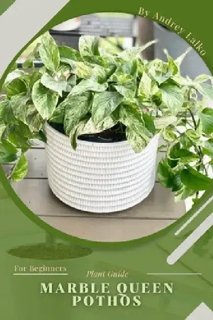 Marble Queen Pothos: Plant Guide by Andrey Lalko