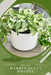 Marble Queen Pothos: Plant Guide by Andrey Lalko