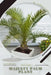 Majesty Palm Plant: Plant Guide by Andrey Lalko