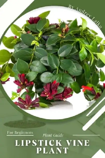 Lipstick Vine Plant: Plant Guide by Andrey Lalko