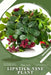 Lipstick Vine Plant: Plant Guide by Andrey Lalko
