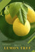 Lemon Tree: Plant Guide by Andrey Lalko