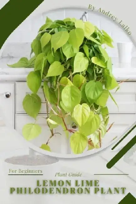 Lemon Lime Philodendron Plant: Plant Guide by Andrey Lalko