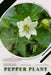 Pepper Plant: Plant Guide by Andrey Lalko