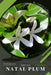 Natal Plum: Plant Guide by Andrey Lalko