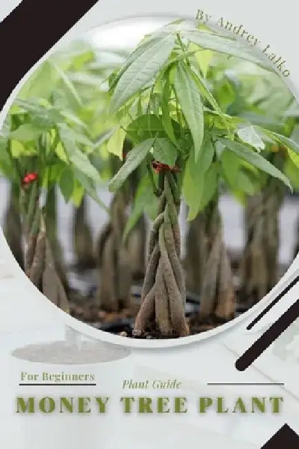 Money Tree Plant: Plant Guide by Andrey Lalko