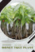 Money Tree Plant: Plant Guide by Andrey Lalko