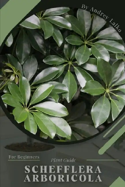 Schefflera arboricola: Plant Guide by Andrey Lalko