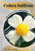 Cobra Saffron: Plant overview and guide by Mixa Lungu