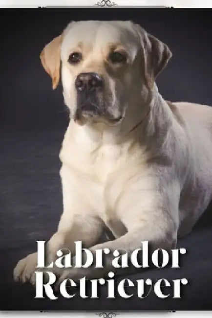Labrador Retriever: Dog Breed guide by Nina Pustova