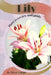 Lily: Plant overview and guide by Mixa Lungu