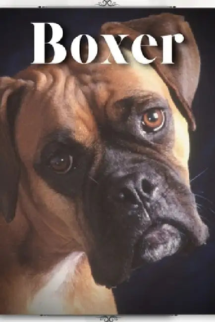 Boxer: Dog breed overview and guide by Nina Pustova