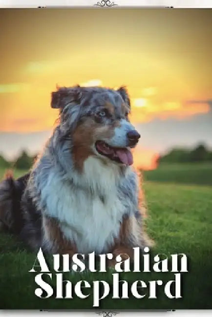 Australian Shepherd: Dog breed overview and guide by Nina Pustova