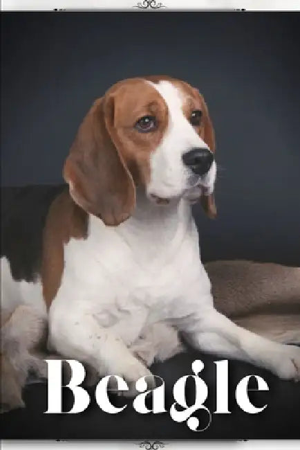 Beagle: Dog breed overview and guide by Nina Pustova