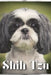 Shih Tzu: Dog breed overview and guide by Nina Pustova