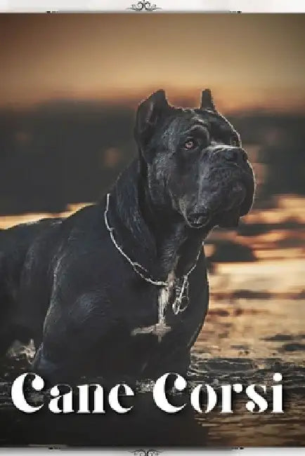 Cane Corsi: Dog breed overview and guide by Nina Pustova
