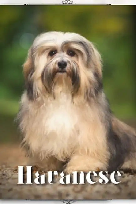 Havanese: Dog breed overview and guide by Nina Pustova
