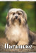 Havanese: Dog breed overview and guide by Nina Pustova