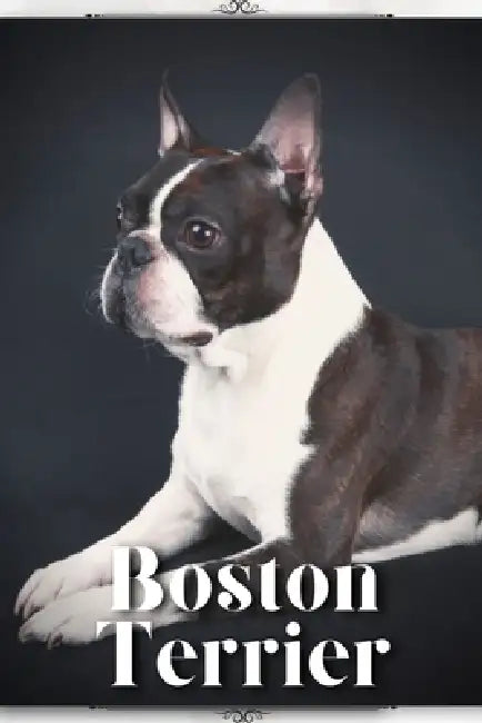 Boston Terrier: Dog breed overview and guide by Nina Pustova